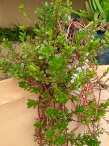10 "0  Clock Plant