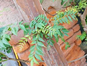 Fresh Curry Leaves