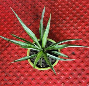 Agave Attenuata Small  Heat Tolerant &amp; Pot