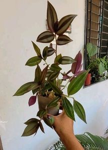 Pack 2 Zabrinic &amp;.Tradescantia fluminensis plants