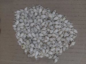 White Shell Charms Bulk Lot
