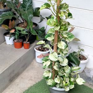 Manjula Pothos 3 Leafs Cutting Available