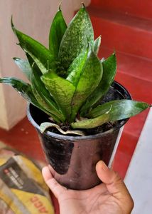 Snake &amp; Curry Leaves Plant🌵&amp; Pot