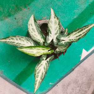 Mix Plants
