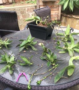 Live Basket Plant Pups (3 pcs)