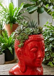 Seashell Wall Decor nd bhudha shape planter