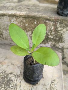 Healthy Green Plant Sapling