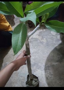 Champa Plant With Rooted