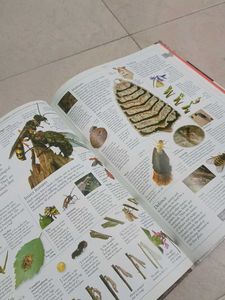 DK Illustrated Family Encyclopedia Vol 8
