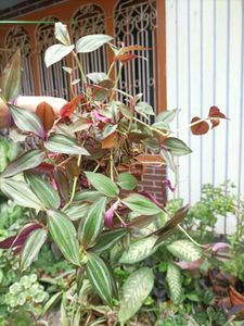 Plants for garden