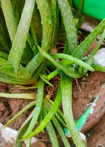 Combo Of 10 plAnts