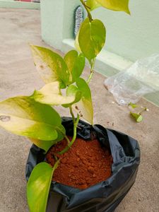 Holy Basil Plant (Tulsi)