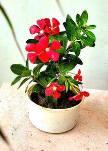 🪴 Plant & pot