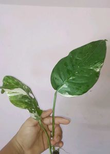 Healthy epipremnum pinnatum albo Cutting with Root