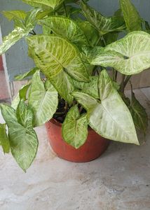 Syngonium  ArrowheadLime Allusion Live