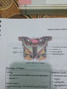 Gynaecology Marrow Edition 8