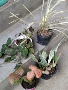Mix Plants Offer
