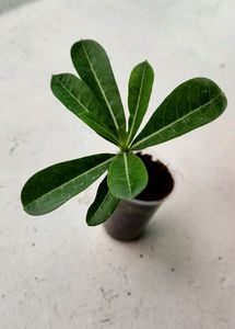 Adenium Plant