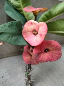 mix combo with 2 flowering plants.
