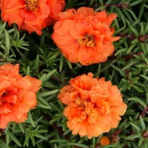 5 Colours Moss Rose Plant