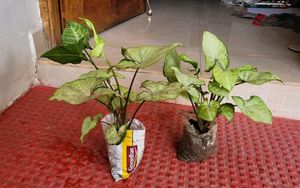 Pack 2 Arrowhead Plants