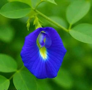 Butterfly Pea Plant with Blue Flowers 20 seeds