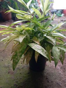 Dracaena Compacta 'Lemon Surprise'