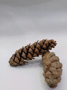 Pinecone Flower From Tibet Set Of 2