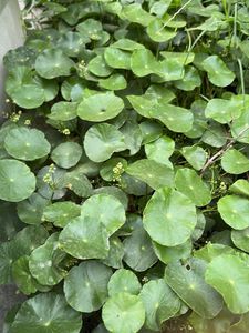 Vibrant Purple Heart Plant and other plants cuttin