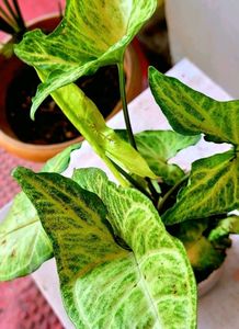 arrowhead plant 🌱&amp; pot