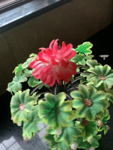 Flower Show