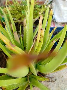 1 Piece Elovera Plant Mediam Size