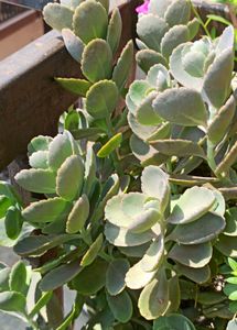 pack of three plants