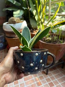 Snake Plant in Decorative Pot