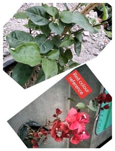 3 Beautiful Bougainvillea Plants.
