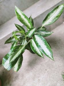 Euphorbia And Aglonema Combo