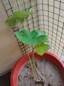 Caladium Plant