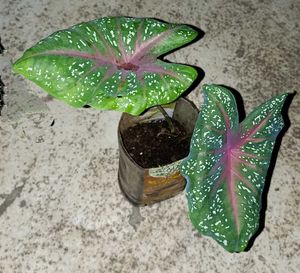 combo of 3 plants