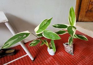 Pack 2 Evergreen Ctenanthe pilosa.. Plan
