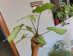 Pack 2 Arrowhead &amp; Pink Sadafuli Plant's