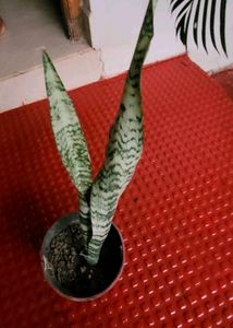 Pack 2 the herbaceous perennial &amp;Dwarf Snake Plant