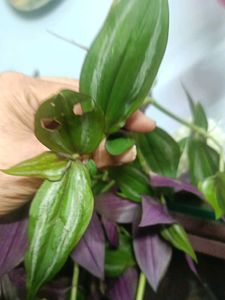 Tradescantia Zebrina - Wandering Jew