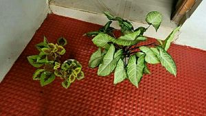 Set 2 Arrowhead &amp; Colues Plant's
