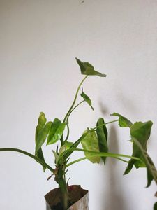 Philodendron Burle Marx Plant [M-L]