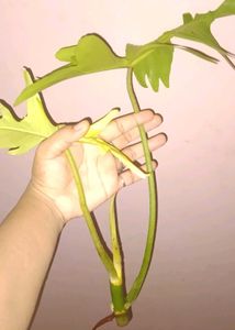Rare Philodendron Florida ghost top Cutting