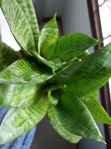 Dwarf Snake Plant