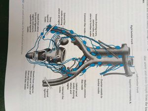 Cunningham's Manual of Practical Anatomy