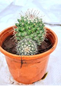 ball Flower Cactus