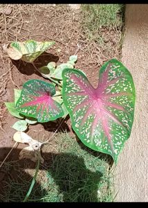 Plants
