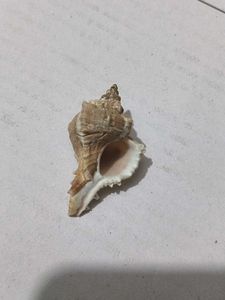 Most Mostest Beautiful Old Sea Shank(Shell)
